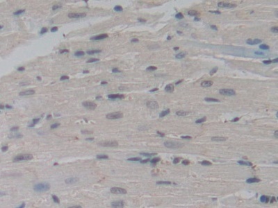 Immunohistochemistry (Formalin/PFA-fixed paraffin-embedded sections) - Anti-Pericentrin 1/FROUNT antibody (AB231958), expandable thumbnail