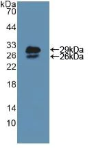 Western blot - Anti-Pericentrin 1/FROUNT antibody (AB231958)