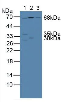 Western blot - Anti-Pericentrin 1/FROUNT antibody (AB231958)