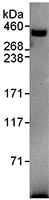 Immunoprecipitation - Anti-Pericentrin antibody (AB99341), expandable thumbnail