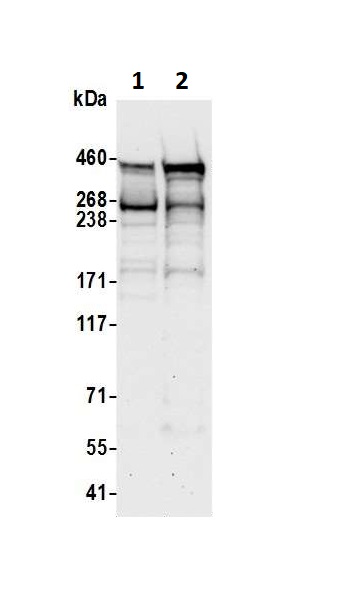 Western blot - Anti-Pericentrin antibody (AB99341), expandable thumbnail