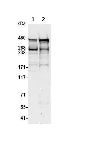 Western blot - Anti-Pericentrin antibody (AB99341)