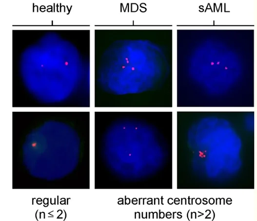 Immunocytochemistry/ Immunofluorescence - Anti-Pericentrin antibody - Centrosome Marker (AB4448)