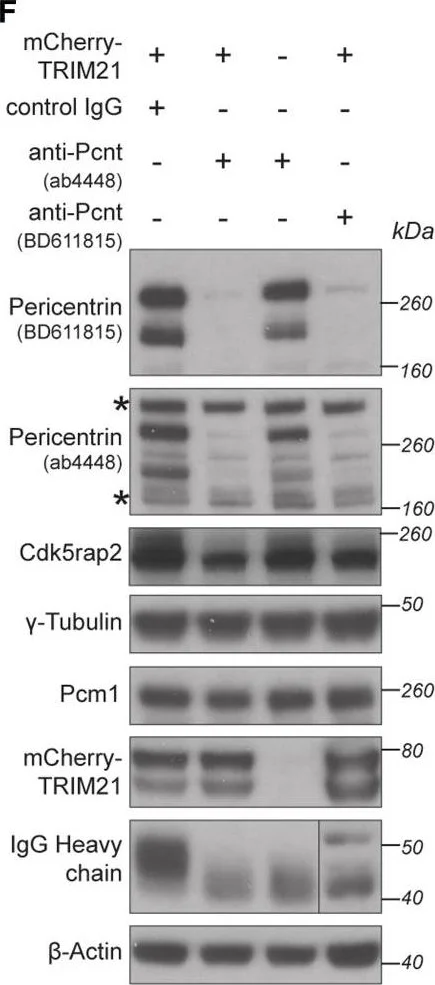 Western blot - Anti-Pericentrin antibody - Centrosome Marker (AB4448)