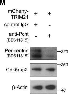 Western blot - Anti-Pericentrin antibody - Centrosome Marker (AB4448)