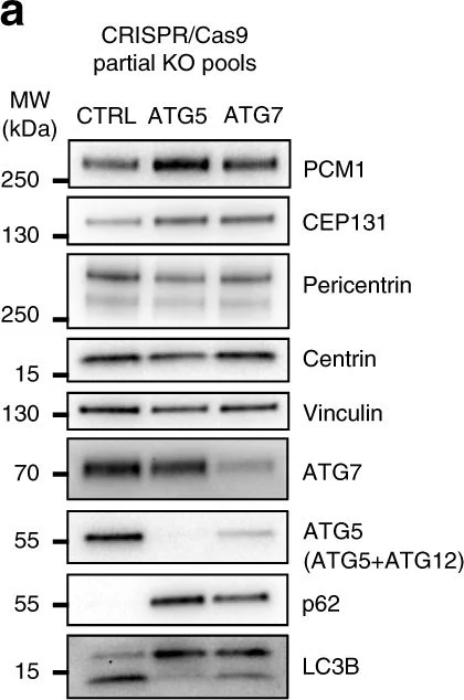 Western blot - Anti-Pericentrin antibody - Centrosome Marker (AB4448)