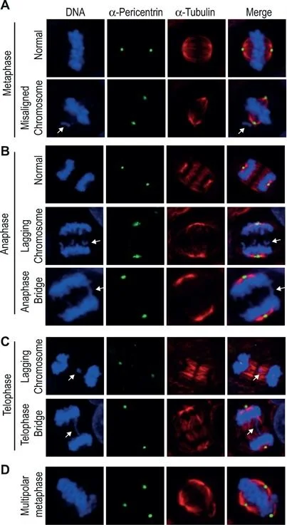 Western blot - Anti-Pericentrin antibody - Centrosome Marker (AB4448)