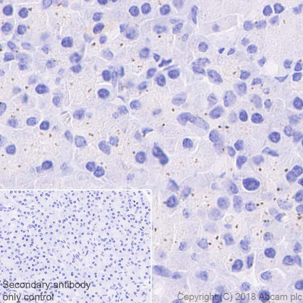 Immunohistochemistry (Formalin/PFA-fixed paraffin-embedded sections) - Anti-Pericentrin antibody [EPR21987] - BSA and Azide free (AB237034)