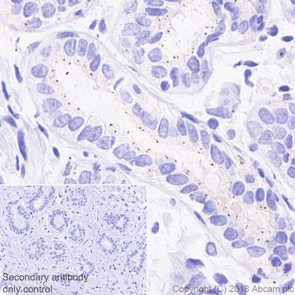 Immunohistochemistry (Formalin/PFA-fixed paraffin-embedded sections) - Anti-Pericentrin antibody [EPR21987] - BSA and Azide free (AB237034)