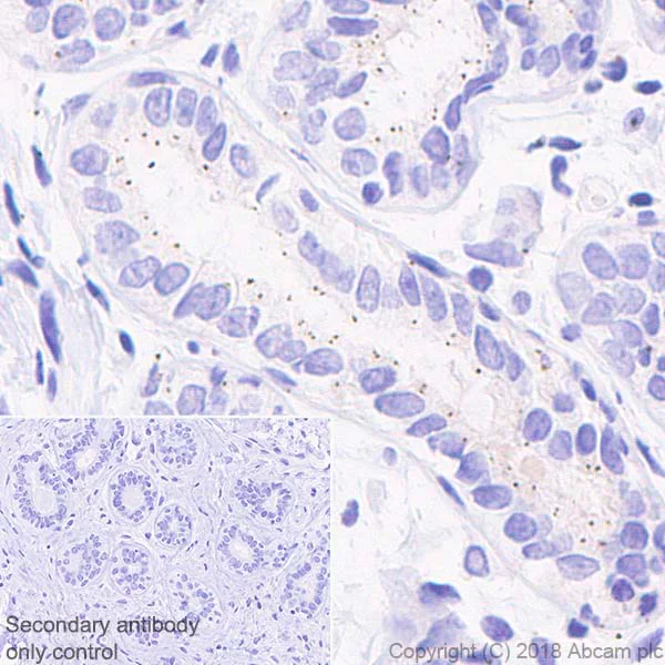 Immunohistochemistry (Formalin/PFA-fixed paraffin-embedded sections) - Anti-Pericentrin antibody [EPR21987] - BSA and Azide free (AB237034)