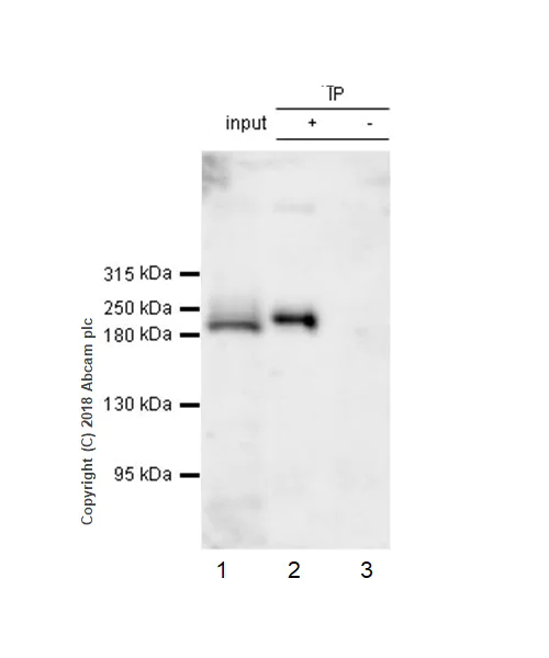 Immunoprecipitation - Anti-Pericentrin antibody [EPR21987] - BSA and Azide free (AB237034)