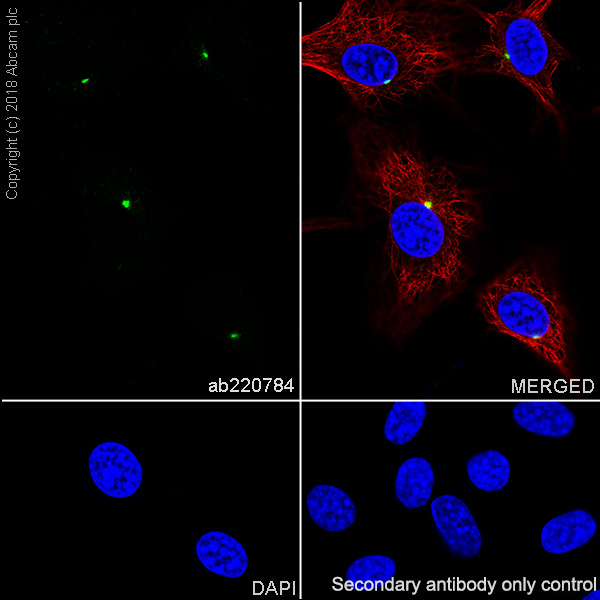 Immunocytochemistry/ Immunofluorescence - Anti-Pericentrin antibody [EPR21987] - Centrosome Marker (AB220784), expandable thumbnail