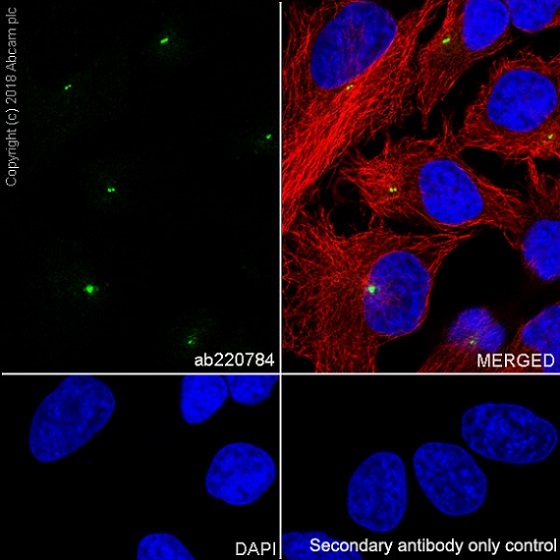 Immunocytochemistry/ Immunofluorescence - Anti-Pericentrin antibody [EPR21987] - Centrosome Marker (AB220784), expandable thumbnail