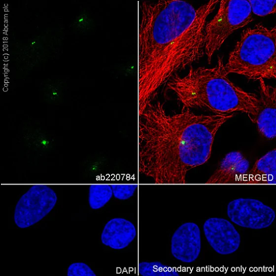 Immunocytochemistry/ Immunofluorescence - Anti-Pericentrin antibody [EPR21987] - Centrosome Marker (AB220784)