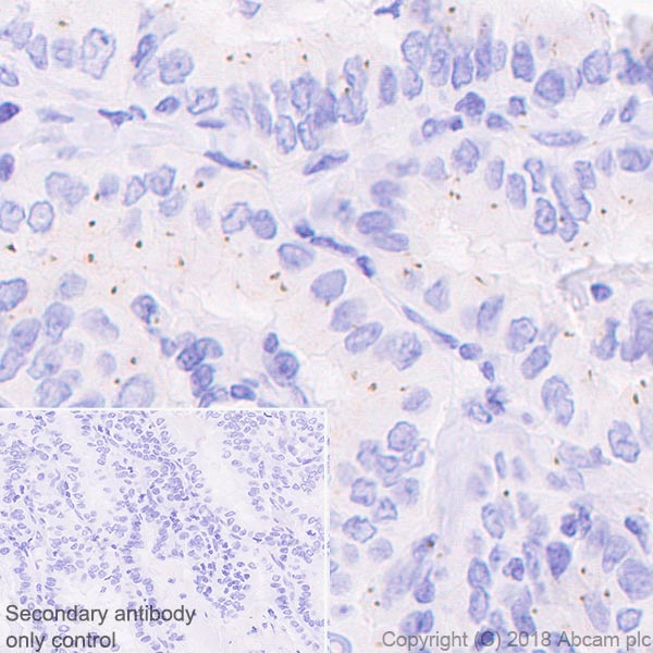 Immunohistochemistry (Formalin/PFA-fixed paraffin-embedded sections) - Anti-Pericentrin antibody [EPR21987] - Centrosome Marker (ab220784), expandable thumbnail