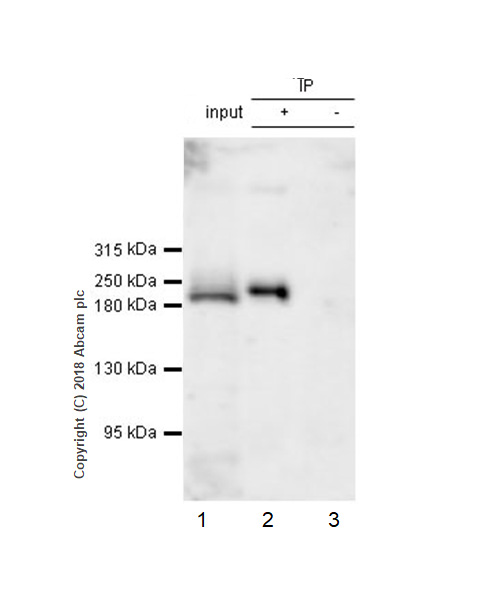 Immunoprecipitation - Anti-Pericentrin antibody [EPR21987] - Centrosome Marker (AB220784), expandable thumbnail