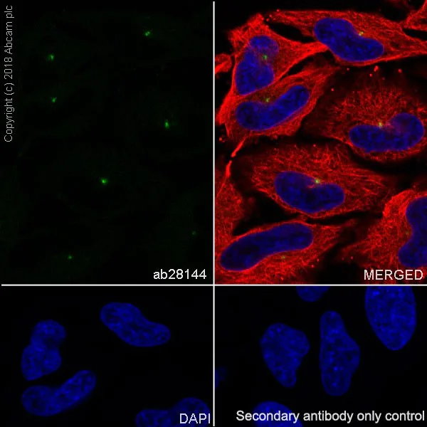 Immunocytochemistry/ Immunofluorescence - Anti-Pericentrin antibody [mAbcam 28144] - BSA and Azide free (AB256363)
