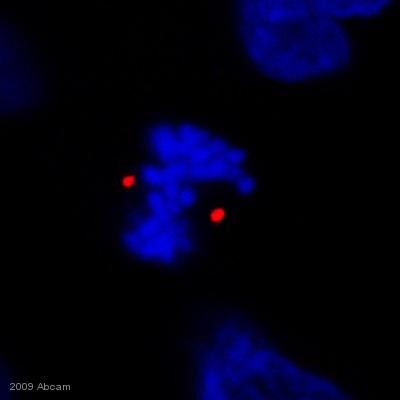 Immunocytochemistry/ Immunofluorescence - Anti-Pericentrin antibody [mAbcam 28144] - Centrosome Marker (AB28144)