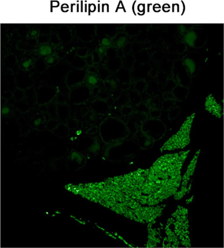 Immunohistochemistry (Frozen sections) - Anti-Perilipin-1 antibody (AB3526)
