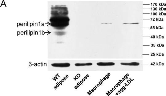 Western blot - Anti-Perilipin-1 antibody (AB3526)