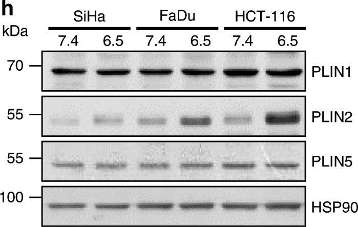 Western blot - Anti-Perilipin-1 antibody (AB3526)