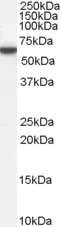 Western blot - Anti-Perilipin-1 antibody (AB60269)