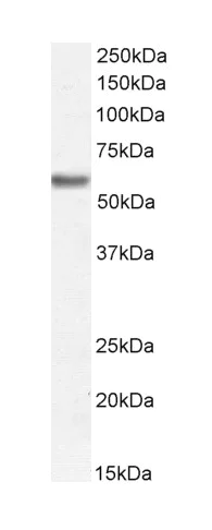Western blot - Anti-Perilipin-1 antibody - C-Terminal (AB317541)