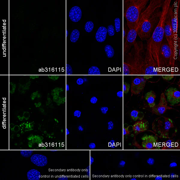 Immunocytochemistry/ Immunofluorescence - Anti-Perilipin-1 antibody [EPR28189-12] - BSA and Azide free (AB316116)