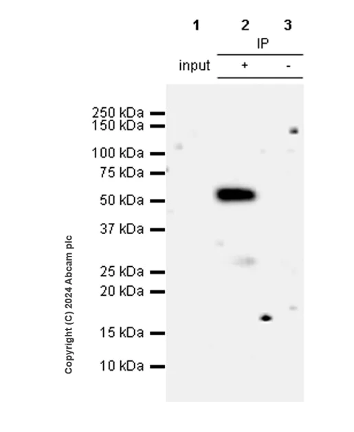 Immunoprecipitation - Anti-Perilipin-1 antibody [EPR28189-12] - BSA and Azide free (AB316116)