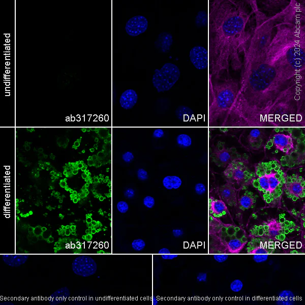 Immunocytochemistry/ Immunofluorescence - Anti-Perilipin-1 antibody [EPR28189-66] - BSA and Azide free (AB317261)