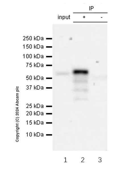 Immunoprecipitation - Anti-Perilipin-1 antibody [EPR28189-66] - BSA and Azide free (AB317261)