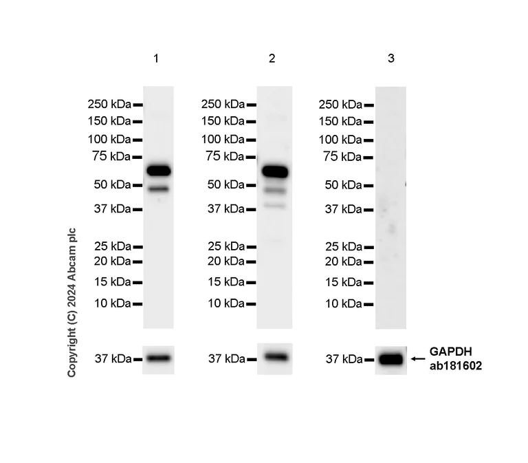 Western blot - Anti-Perilipin-1 antibody [EPR28189-66] - BSA and Azide free (AB317261)