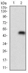 Western blot - Anti-Perilipin-2 antibody [2C5A3] (AB181463)