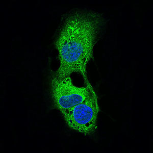 Immunocytochemistry/ Immunofluorescence - Anti Perilipin-2 antibody [2C5H8] (ab181452), expandable thumbnail