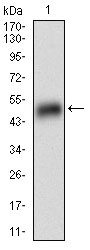 Western blot - Anti Perilipin-2 antibody [2C5H8] (AB181452), expandable thumbnail