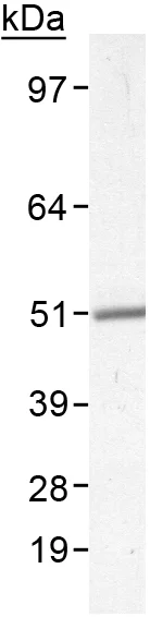 Western blot - Anti-Perilipin 2 antibody (AB52356)
