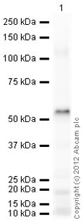 Western blot - Anti-Perilipin 2 antibody (AB78920), expandable thumbnail