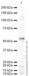 Western blot - Anti-Perilipin 2 antibody (AB78920)