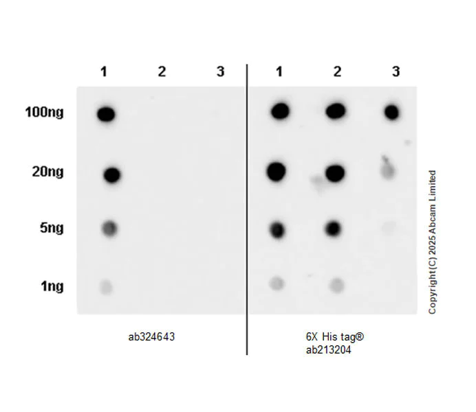 Dot Blot - Anti-Perilipin-2 antibody [EPR28638-122] (AB324643)
