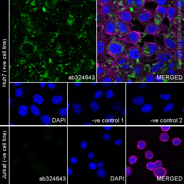 Immunocytochemistry/ Immunofluorescence - Anti-Perilipin-2 antibody [EPR28638-122] (AB324643)