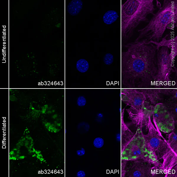 Immunocytochemistry/ Immunofluorescence - Anti-Perilipin-2 antibody [EPR28638-122] - BSA and Azide free (AB324644)