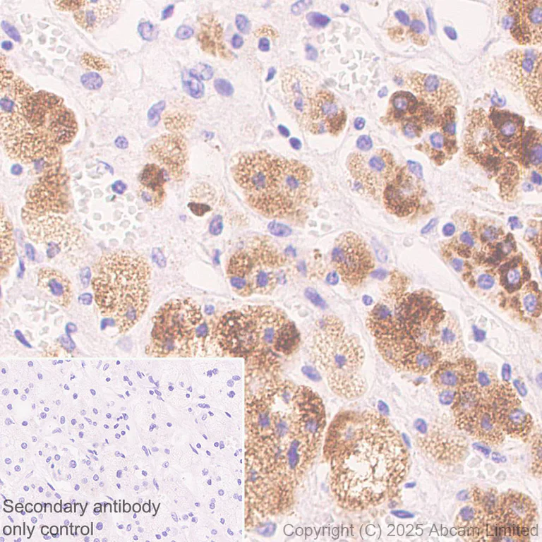 Immunohistochemistry (Formalin/PFA-fixed paraffin-embedded sections) - Anti-Perilipin-2 antibody [EPR28638-122] - BSA and Azide free (AB324644)