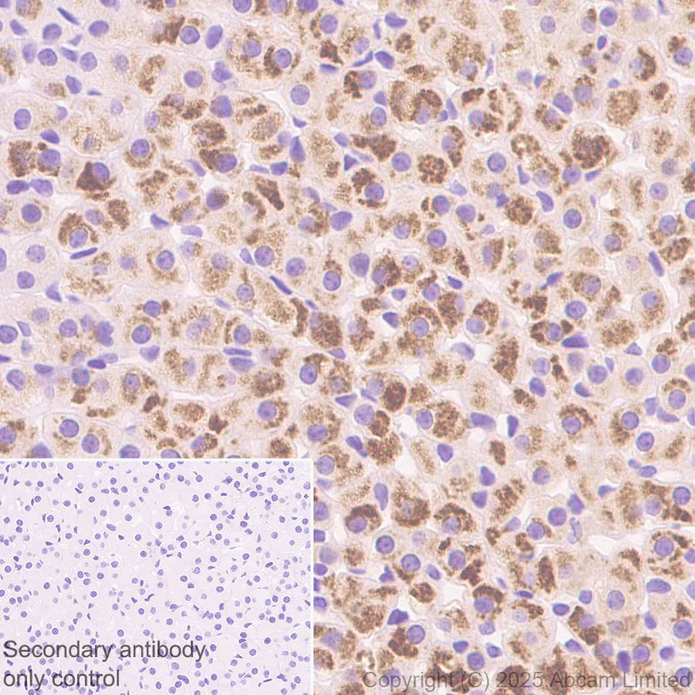 Immunohistochemistry (Formalin/PFA-fixed paraffin-embedded sections) - Anti-Perilipin-2 antibody [EPR28638-122] - BSA and Azide free (AB324644)