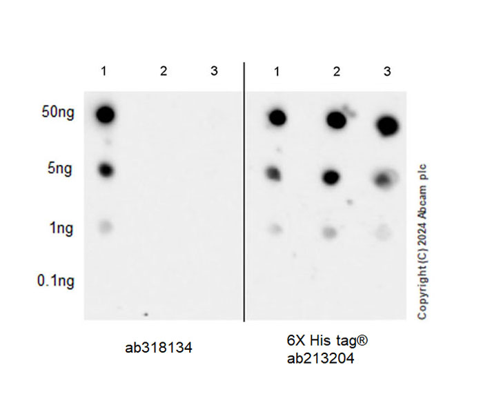 Dot Blot - Anti-Perilipin-2 antibody [EPR28638-74] - BSA and Azide free (AB318135), expandable thumbnail