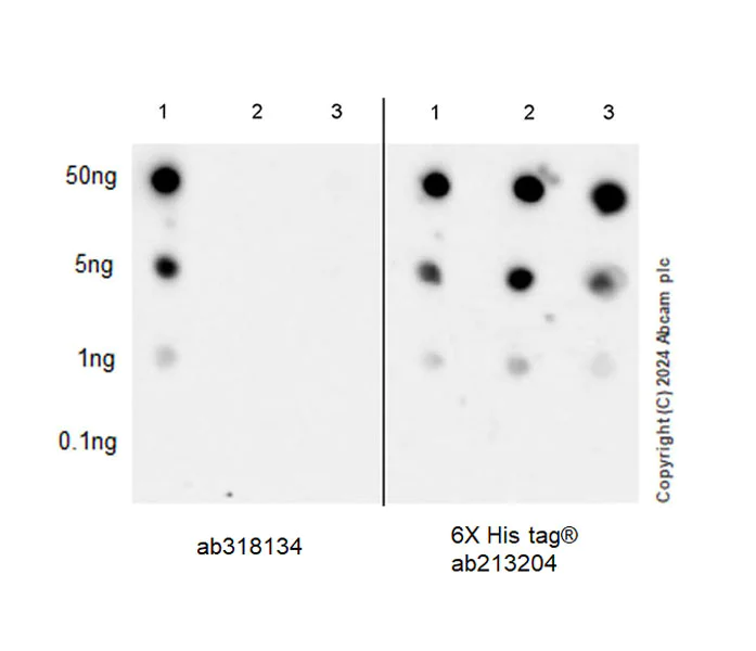 Dot Blot - Anti-Perilipin-2 antibody [EPR28638-74] - BSA and Azide free (AB318135)