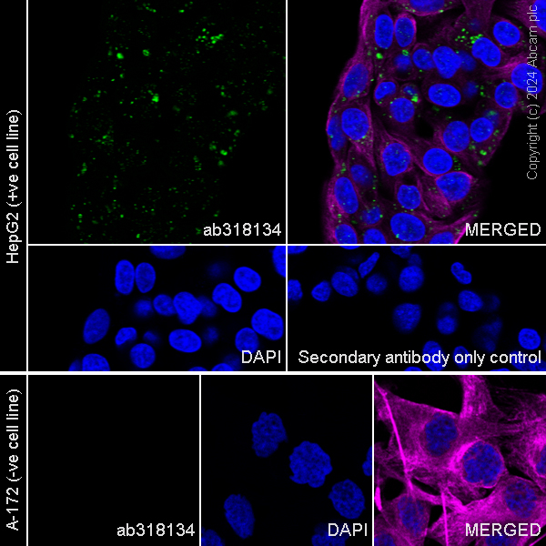Immunocytochemistry/ Immunofluorescence - Anti-Perilipin-2 antibody [EPR28638-74] - BSA and Azide free (AB318135), expandable thumbnail