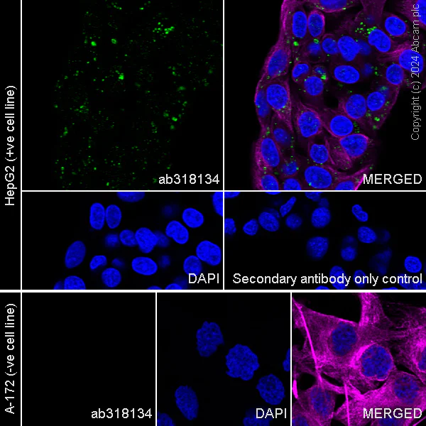 Immunocytochemistry/ Immunofluorescence - Anti-Perilipin-2 antibody [EPR28638-74] - BSA and Azide free (AB318135)