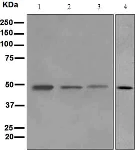 Western blot - Anti-Perilipin 2 antibody [EPR3713] (AB108323)