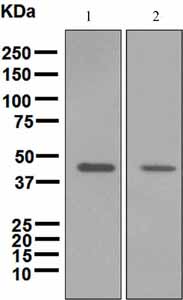 Western blot - Anti-Perilipin 2 antibody [EPR3713] (AB108323), expandable thumbnail