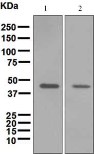 Western blot - Anti-Perilipin 2 antibody [EPR3713] (AB108323)